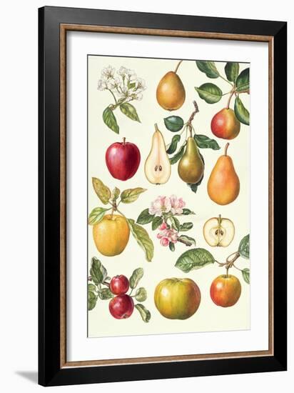 Apples and Pears-Elizabeth Rice-Framed Giclee Print