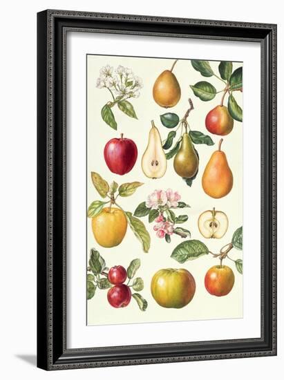 Apples and Pears-Elizabeth Rice-Framed Giclee Print