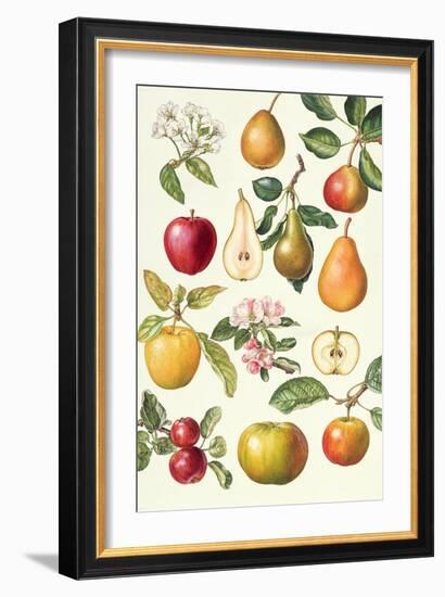 Apples and Pears-Elizabeth Rice-Framed Giclee Print