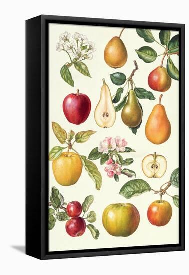 Apples and Pears-Elizabeth Rice-Framed Premier Image Canvas
