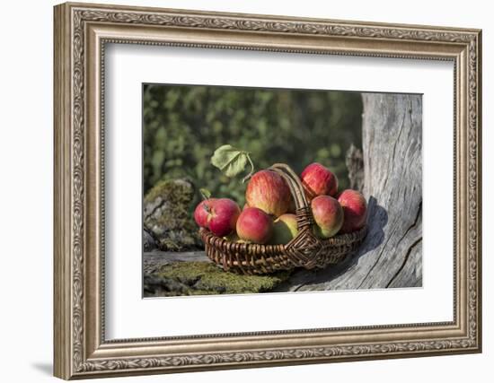 Apples, Basket, Exterior, Old Tree Trunk-Andrea Haase-Framed Photographic Print