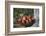 Apples, Basket, Exterior, Old Tree Trunk-Andrea Haase-Framed Photographic Print