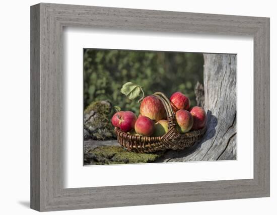 Apples, Basket, Exterior, Old Tree Trunk-Andrea Haase-Framed Photographic Print