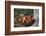 Apples, Basket, Exterior, Old Tree Trunk-Andrea Haase-Framed Photographic Print