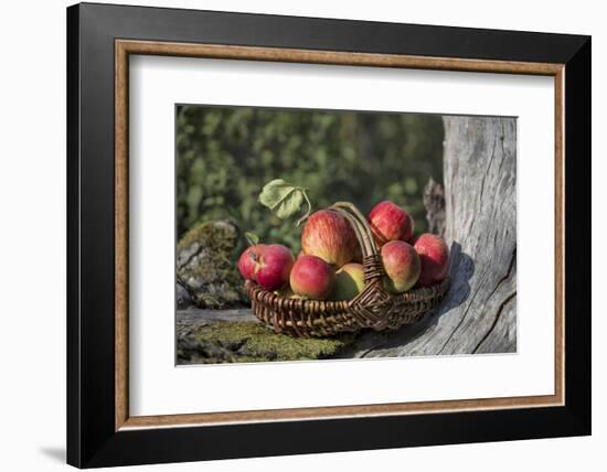 Apples, Basket, Exterior, Old Tree Trunk-Andrea Haase-Framed Photographic Print