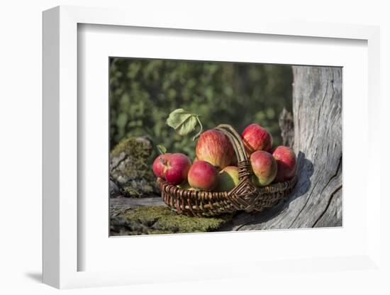 Apples, Basket, Exterior, Old Tree Trunk-Andrea Haase-Framed Photographic Print