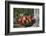 Apples, Basket, Exterior, Old Tree Trunk-Andrea Haase-Framed Photographic Print