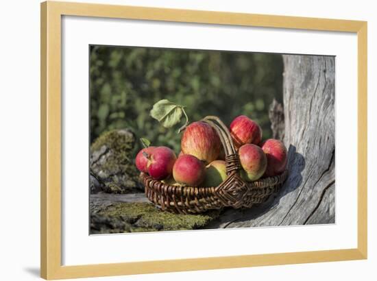 Apples, Basket, Exterior, Old Tree Trunk-Andrea Haase-Framed Photographic Print