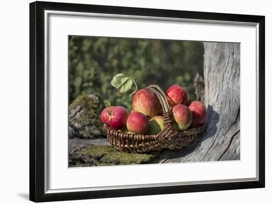 Apples, Basket, Exterior, Old Tree Trunk-Andrea Haase-Framed Photographic Print