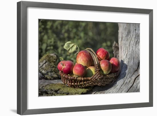 Apples, Basket, Exterior, Old Tree Trunk-Andrea Haase-Framed Photographic Print