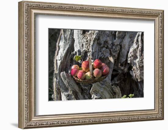 Apples, Basket, Exterior, Old Tree Trunk-Andrea Haase-Framed Photographic Print