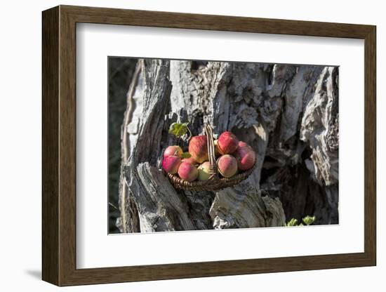 Apples, Basket, Exterior, Old Tree Trunk-Andrea Haase-Framed Photographic Print