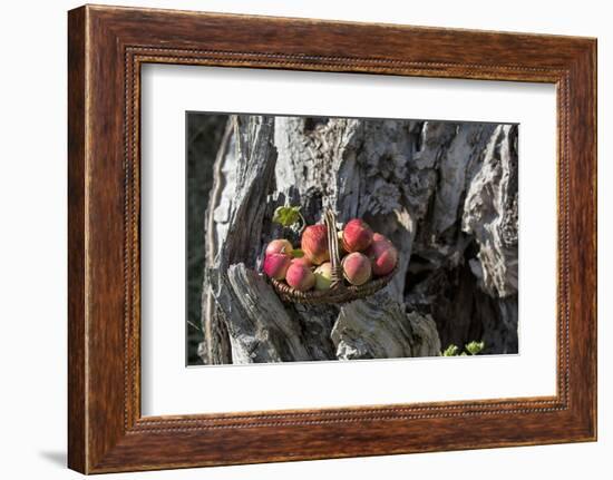 Apples, Basket, Exterior, Old Tree Trunk-Andrea Haase-Framed Photographic Print