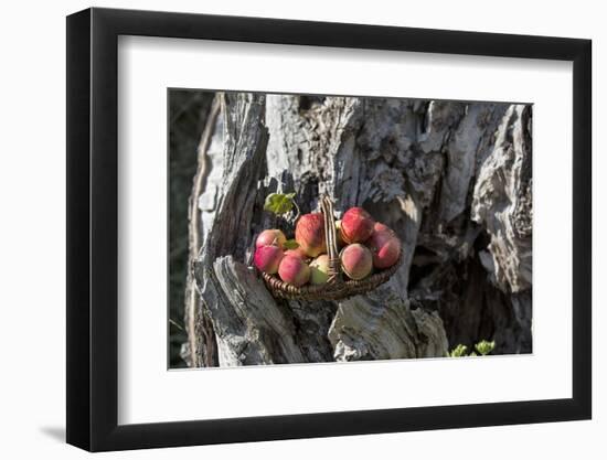 Apples, Basket, Exterior, Old Tree Trunk-Andrea Haase-Framed Photographic Print