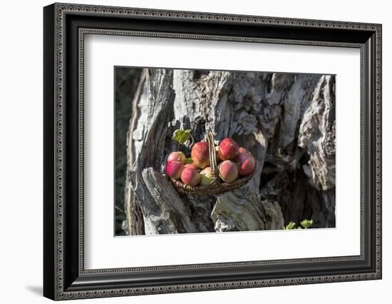 Apples, Basket, Exterior, Old Tree Trunk-Andrea Haase-Framed Photographic Print