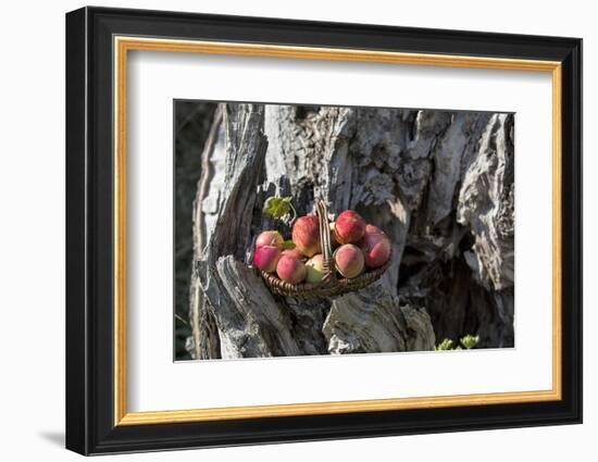 Apples, Basket, Exterior, Old Tree Trunk-Andrea Haase-Framed Photographic Print