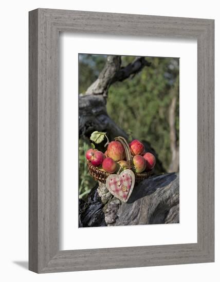 Apples, Basket, Heart, Old Trunk, Outside-Andrea Haase-Framed Photographic Print