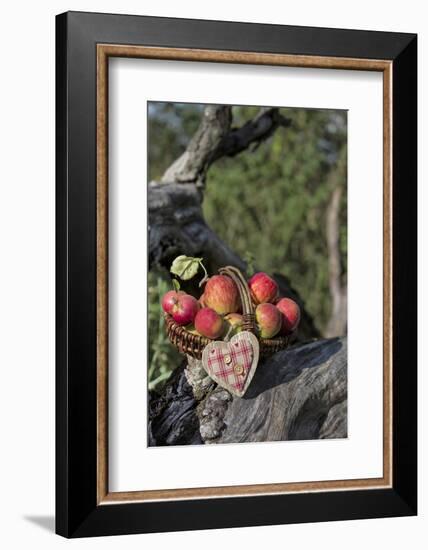 Apples, Basket, Heart, Old Trunk, Outside-Andrea Haase-Framed Photographic Print