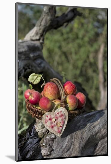 Apples, Basket, Heart, Old Trunk, Outside-Andrea Haase-Mounted Photographic Print