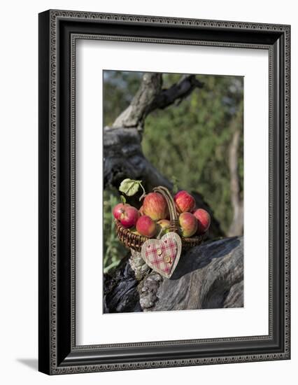Apples, Basket, Heart, Old Trunk, Outside-Andrea Haase-Framed Photographic Print