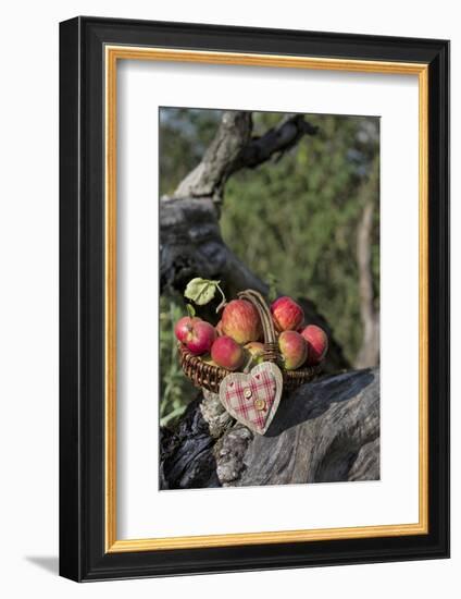 Apples, Basket, Heart, Old Trunk, Outside-Andrea Haase-Framed Photographic Print