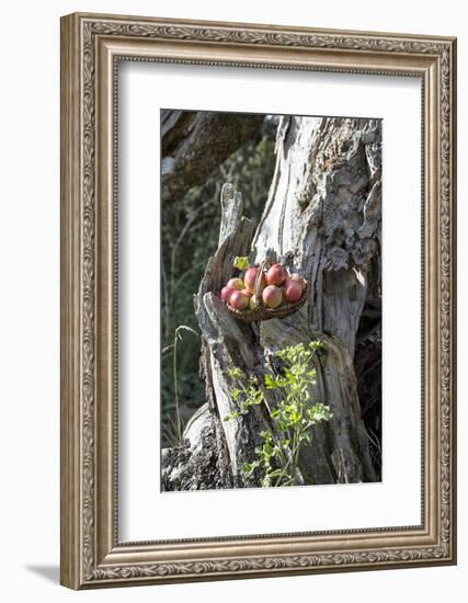 Apples, Basket, Outside, Old Trunk-Andrea Haase-Framed Photographic Print