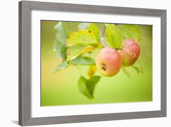 Apples (Malus Domestica) Growing in Traditional Orchard at Cotehele Nt Property, Cornwall, UK-Ross Hoddinott-Framed Photographic Print