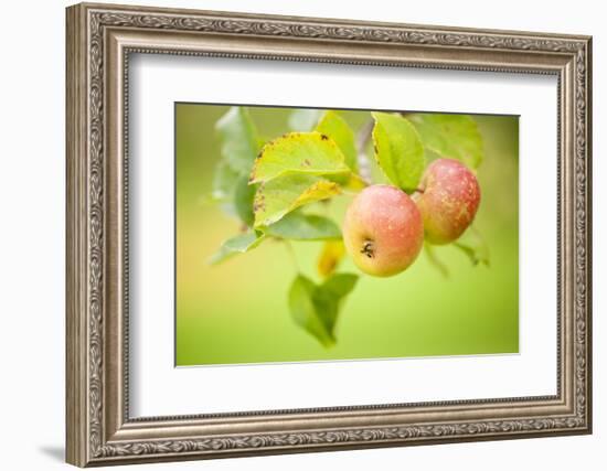 Apples (Malus Domestica) Growing in Traditional Orchard at Cotehele Nt Property, Cornwall, UK-Ross Hoddinott-Framed Photographic Print