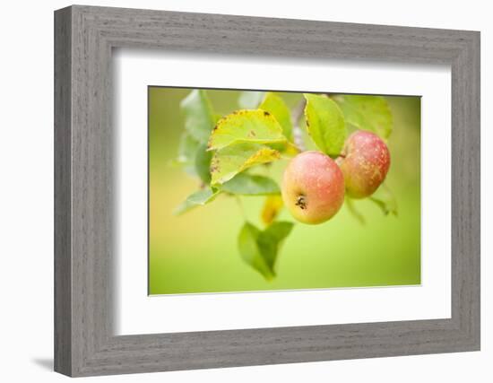 Apples (Malus Domestica) Growing in Traditional Orchard at Cotehele Nt Property, Cornwall, UK-Ross Hoddinott-Framed Photographic Print