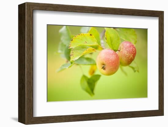Apples (Malus Domestica) Growing in Traditional Orchard at Cotehele Nt Property, Cornwall, UK-Ross Hoddinott-Framed Photographic Print