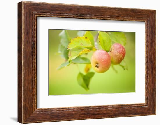 Apples (Malus Domestica) Growing in Traditional Orchard at Cotehele Nt Property, Cornwall, UK-Ross Hoddinott-Framed Photographic Print