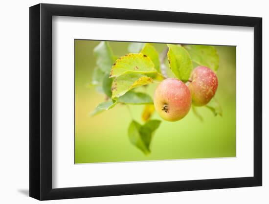 Apples (Malus Domestica) Growing in Traditional Orchard at Cotehele Nt Property, Cornwall, UK-Ross Hoddinott-Framed Photographic Print