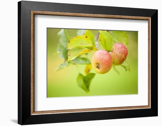 Apples (Malus Domestica) Growing in Traditional Orchard at Cotehele Nt Property, Cornwall, UK-Ross Hoddinott-Framed Photographic Print