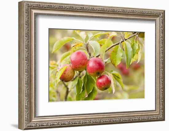 Apples (Malus Domestica) Growing in Traditional Orchard at Cotehele Nt Property, Cornwall, UK-Ross Hoddinott-Framed Photographic Print