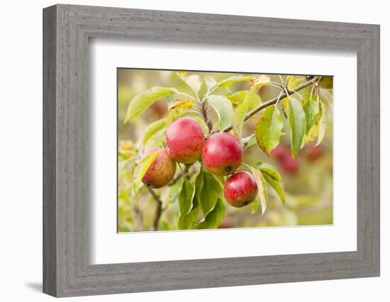 Apples (Malus Domestica) Growing in Traditional Orchard at Cotehele Nt Property, Cornwall, UK-Ross Hoddinott-Framed Photographic Print