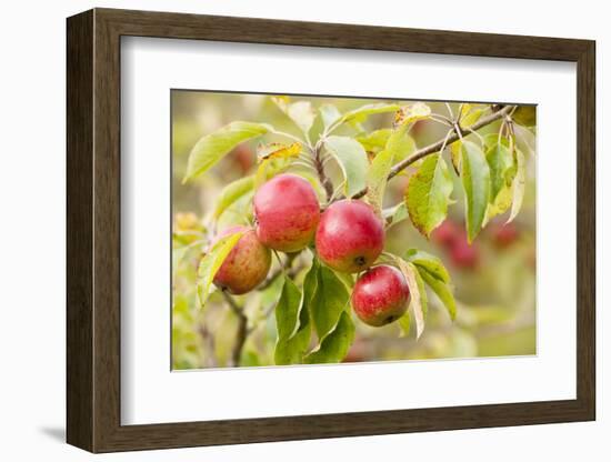 Apples (Malus Domestica) Growing in Traditional Orchard at Cotehele Nt Property, Cornwall, UK-Ross Hoddinott-Framed Photographic Print