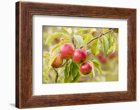 Apples (Malus Domestica) Growing in Traditional Orchard at Cotehele Nt Property, Cornwall, UK-Ross Hoddinott-Framed Photographic Print