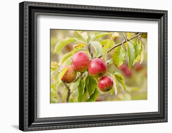 Apples (Malus Domestica) Growing in Traditional Orchard at Cotehele Nt Property, Cornwall, UK-Ross Hoddinott-Framed Photographic Print