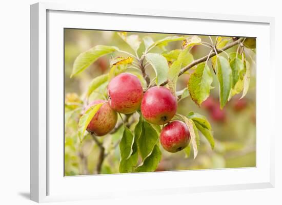 Apples (Malus Domestica) Growing in Traditional Orchard at Cotehele Nt Property, Cornwall, UK-Ross Hoddinott-Framed Photographic Print