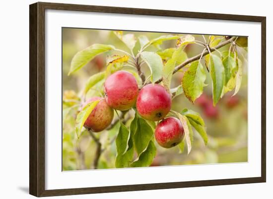 Apples (Malus Domestica) Growing in Traditional Orchard at Cotehele Nt Property, Cornwall, UK-Ross Hoddinott-Framed Photographic Print