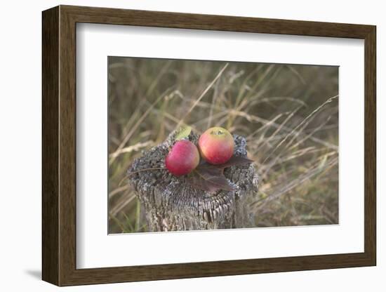 Apples, Old Stump-Andrea Haase-Framed Photographic Print