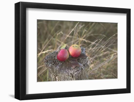 Apples, Old Stump-Andrea Haase-Framed Photographic Print