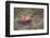 Apples, Old Stump-Andrea Haase-Framed Photographic Print