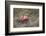 Apples, Old Stump-Andrea Haase-Framed Photographic Print