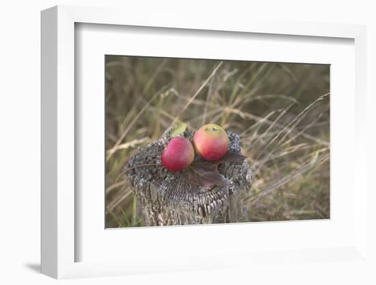 Apples, Old Stump-Andrea Haase-Framed Photographic Print