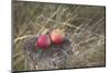 Apples, Old Stump-Andrea Haase-Mounted Photographic Print