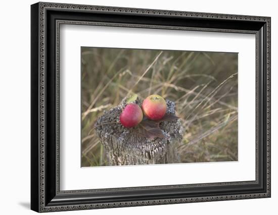 Apples, Old Stump-Andrea Haase-Framed Photographic Print