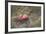 Apples, Old Stump-Andrea Haase-Framed Photographic Print