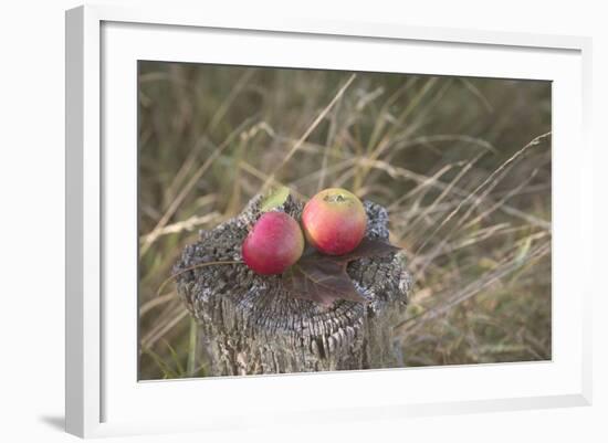 Apples, Old Stump-Andrea Haase-Framed Photographic Print