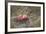 Apples, Old Stump-Andrea Haase-Framed Photographic Print